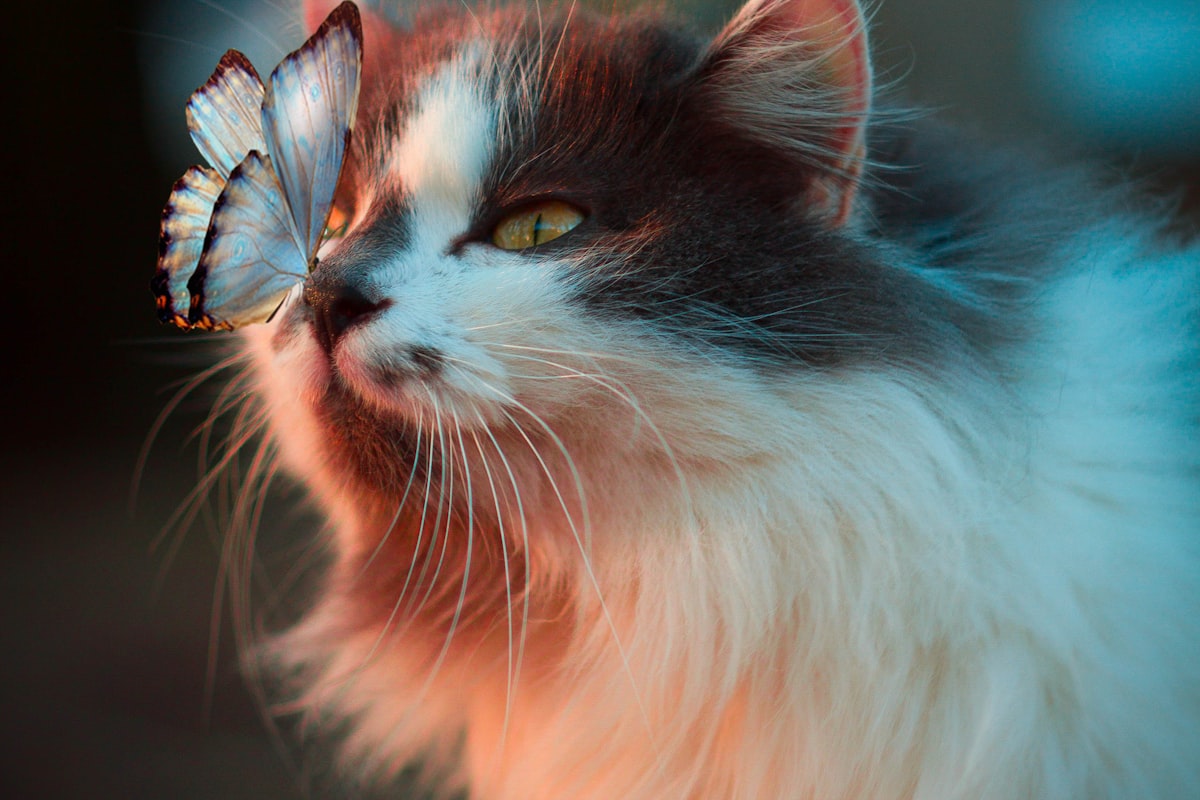 Well-fed adopted cat resting comfortably in a sunlit room