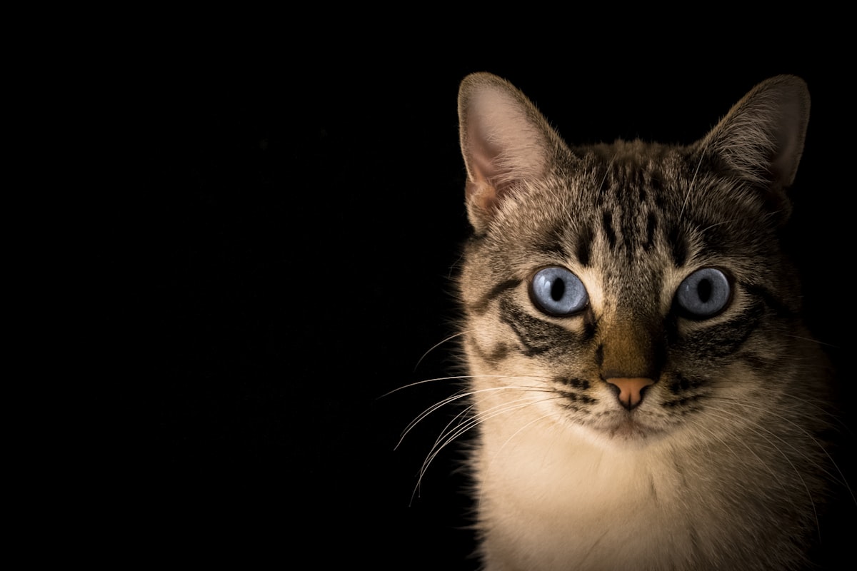 Black cat with expressive yellow eyes engaging with the camera