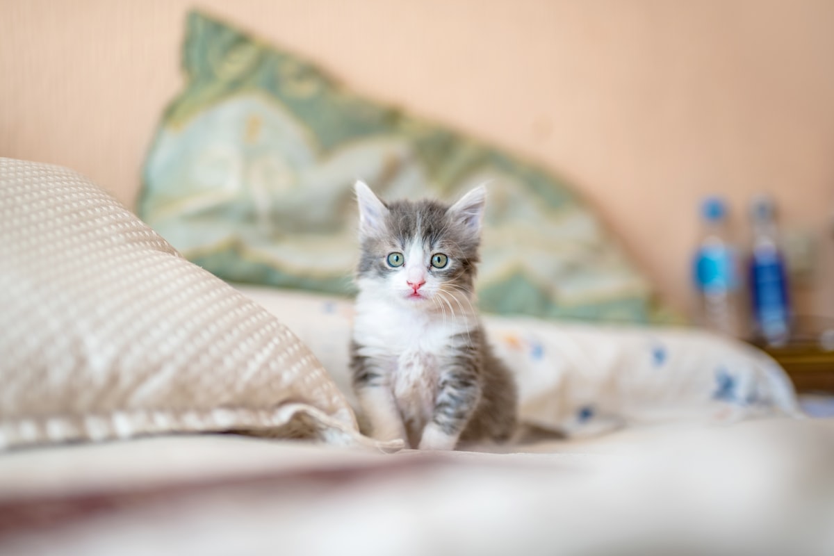 Community outreach event with volunteers and rescued cats