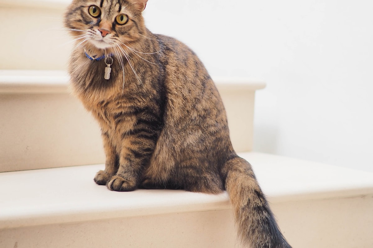 Adopted cat comfortable and content in a loving home