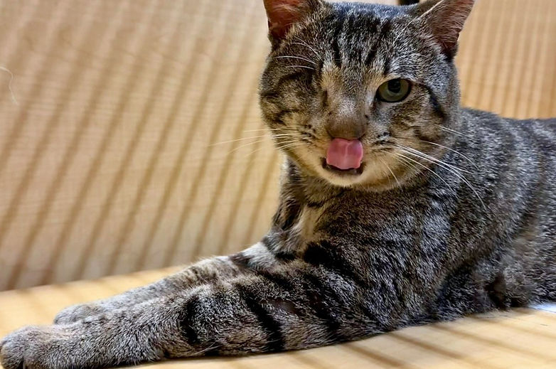 Adopted cat safe and content in a new forever home