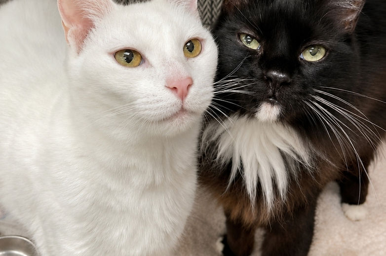 Willow, gray and white cat