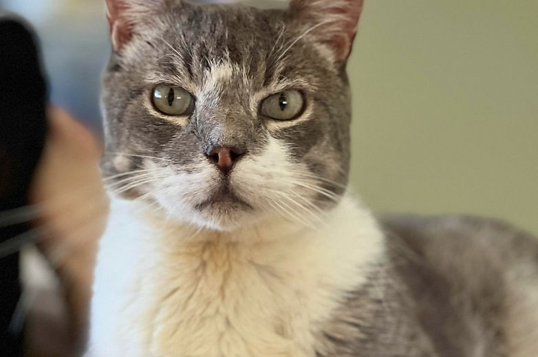 Clementine, calico cat